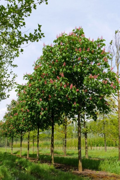 Гіркокаштан Бріоті щеплений на штамбі